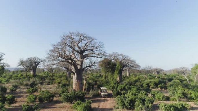 津巴布韦戈纳雷州国家公园，一辆4x4野生动物园车辆在丛林中行驶，有美丽的大猴面包树