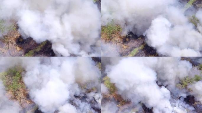 鸟瞰图森林大火正在燃烧