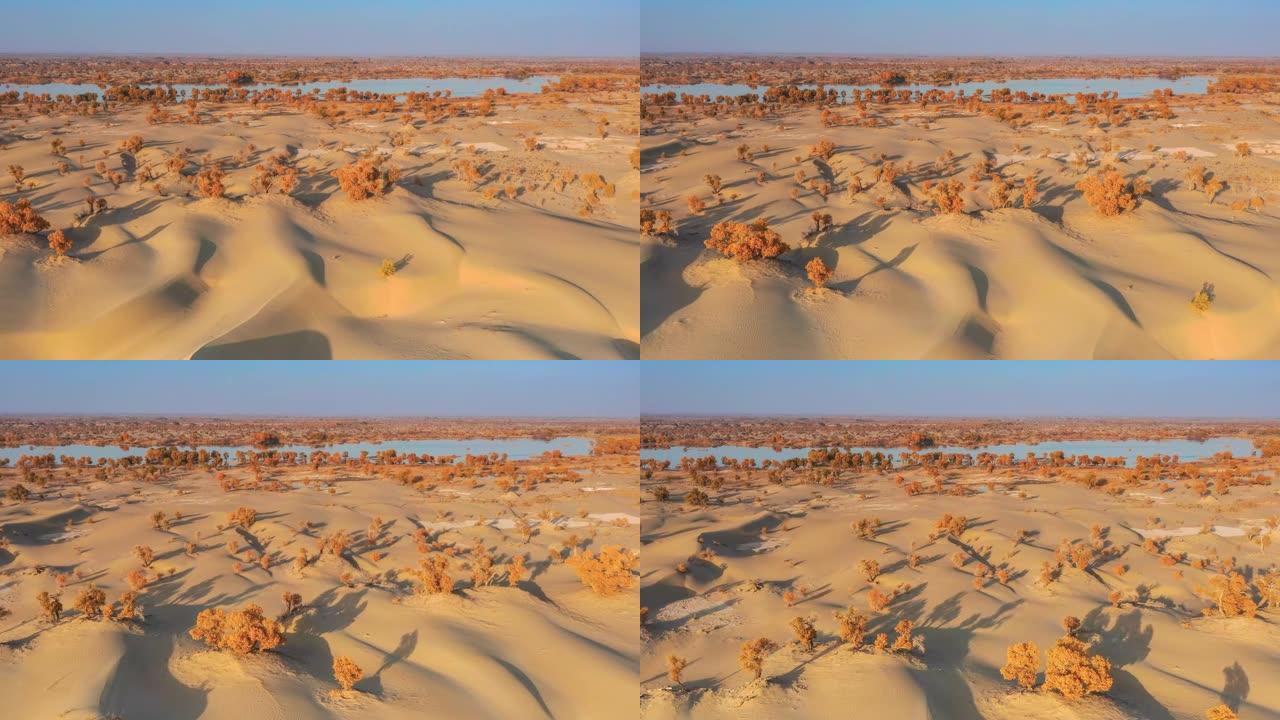 新疆鸟瞰图沙漠绿洲秋季景观沙丘