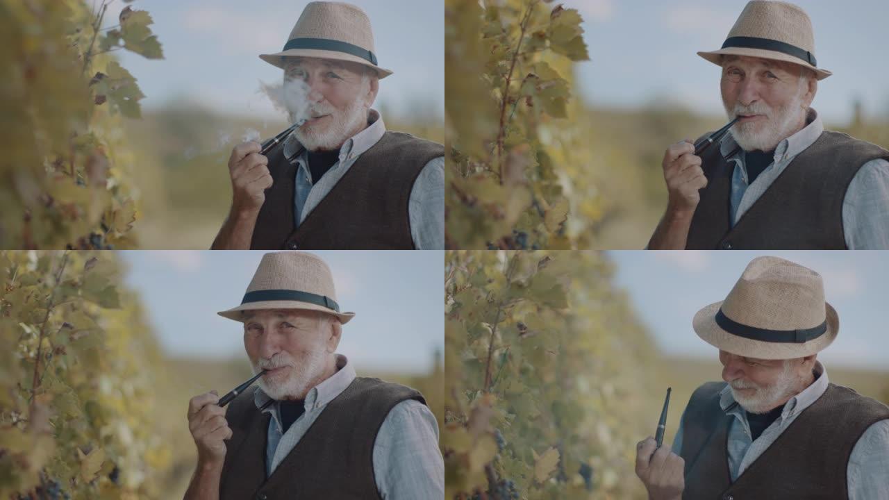 在葡萄园里抽烟斗的老人