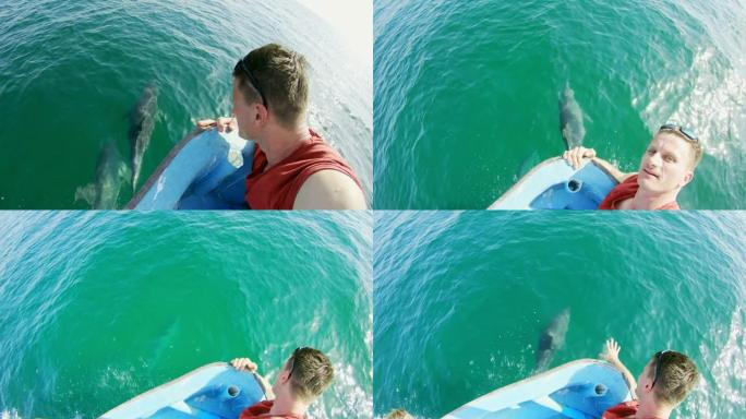 POV游客从船上观看海豚