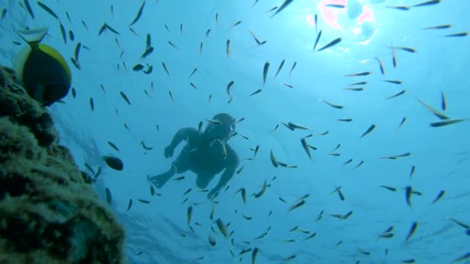 水下: 女性浮潜者向礁石俯冲，吓到小鱼
