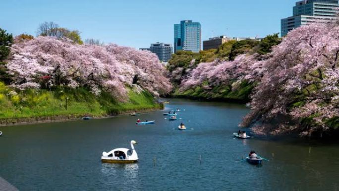 日本东京樱花樱花时间从左到右运动