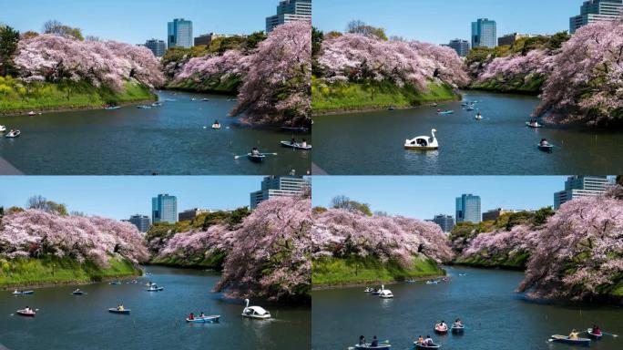 日本东京樱花樱花时间从左到右运动