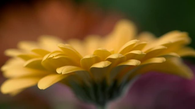 水滴落在黄色非洲菊花的花瓣上。慢动作镜头。