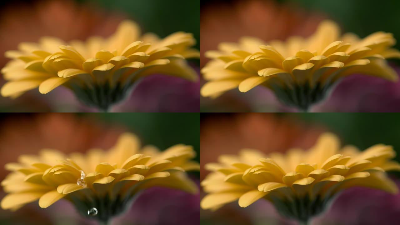 水滴落在黄色非洲菊花的花瓣上。慢动作镜头。