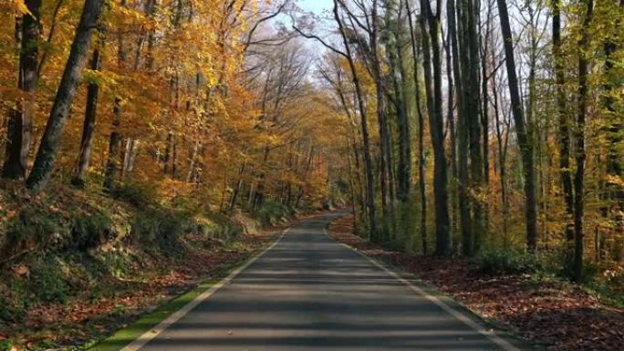 秋天在树林中的车道