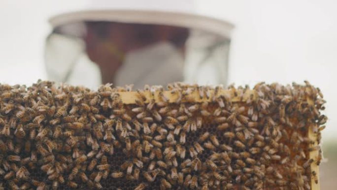 蜂蜜收获是一年中最甜蜜的时候