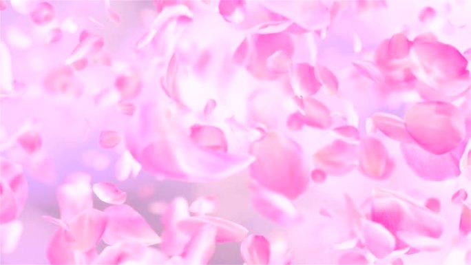 4K粉色玫瑰花瓣飘落的循环背景
