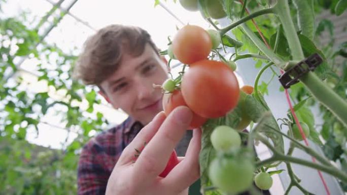 年轻人在花园中心检查西红柿