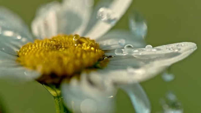 铜水滴落在白色和黄色的菊花花上