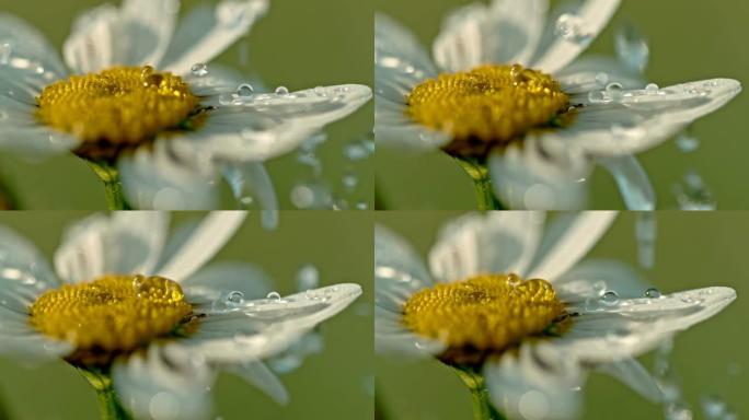 铜水滴落在白色和黄色的菊花花上