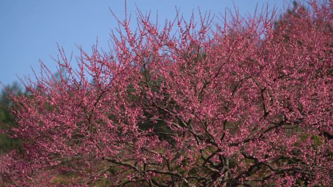 湖州春日梅花梅园铁佛寺近景