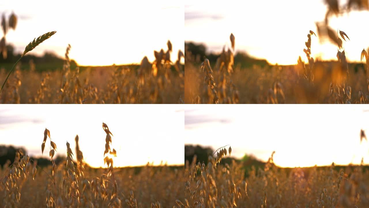 日落农田背景下的金燕麦田