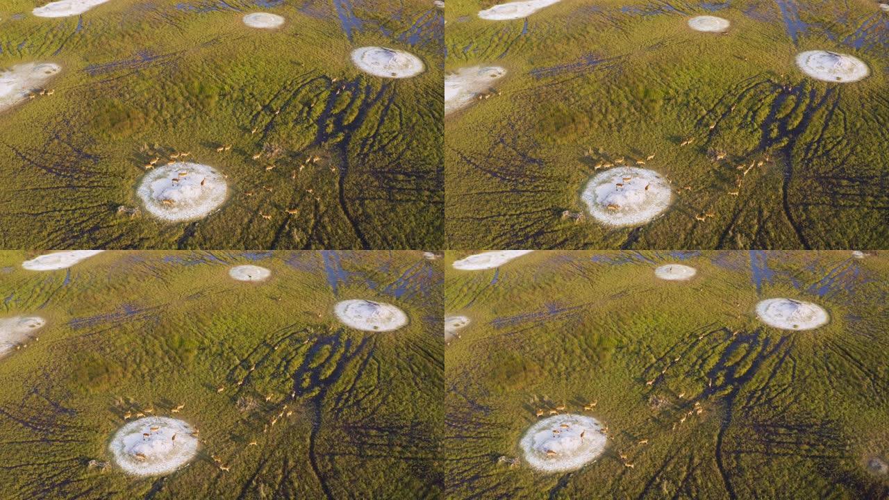 博茨瓦纳奥卡万戈三角洲沼泽中一群莱奇羚羊的空中缩小视图