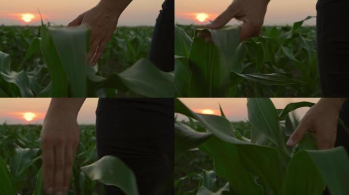 LA CU女人的手在日落时爱抚年轻的玉米植株