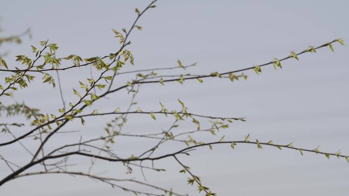 老树发新芽