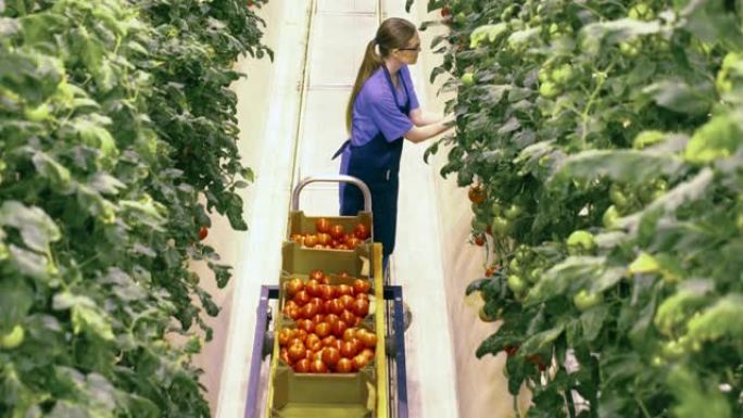 一名女工在绿色植物中收集西红柿的俯视图