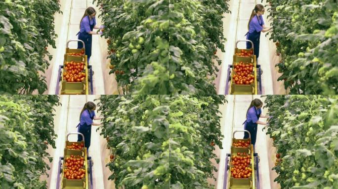 一名女工在绿色植物中收集西红柿的俯视图