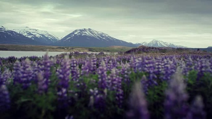 冰岛夏天。草地上满是盛开的羽扇鱼