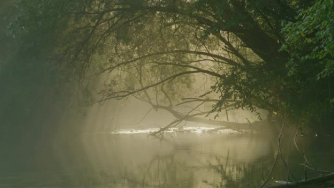迷雾笼罩着河流的DS树木