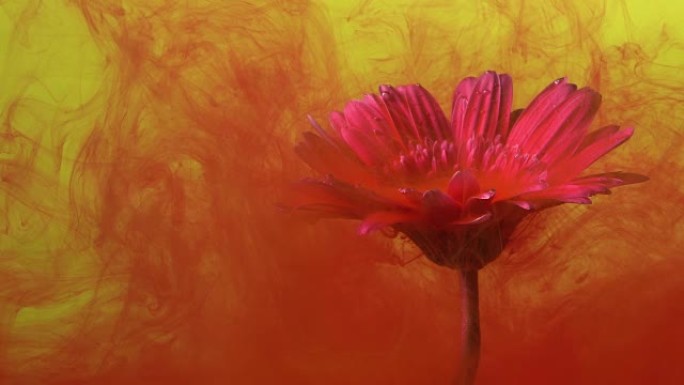 4k慢动作红色墨水和水中的雏菊花。