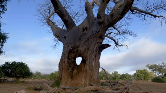 津巴布韦Gonarezhou国家公园大象破坏造成的一棵美丽的大猴面包树的特写全景