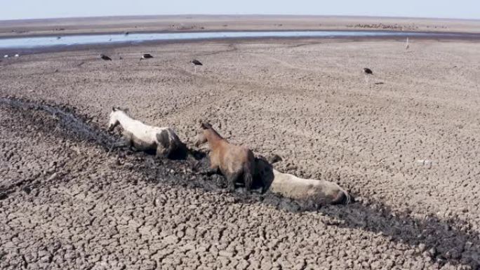 由于干旱和气候变化，试图到达最后剩余水源的马的鸟瞰图。马拉布鹳耐心地等待下一顿饭。博茨瓦纳奥卡万戈三
