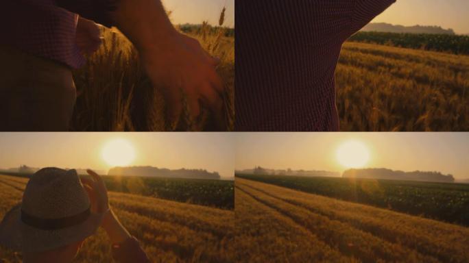 CS农民在日落时检查田间小麦
