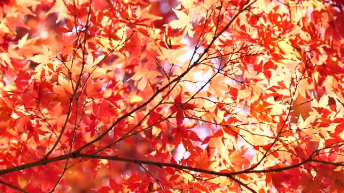日本秋叶染红