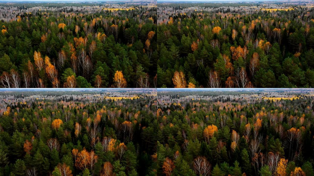 美丽的空中风景，深秋混合森林灰绿树顶在国家公园保护区景观中。