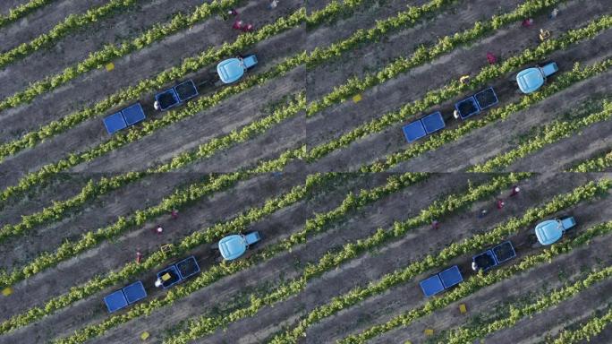 南非西开普省一个葡萄酒庄园的农场工人在葡萄园里收获葡萄的4k直下风景鸟瞰图