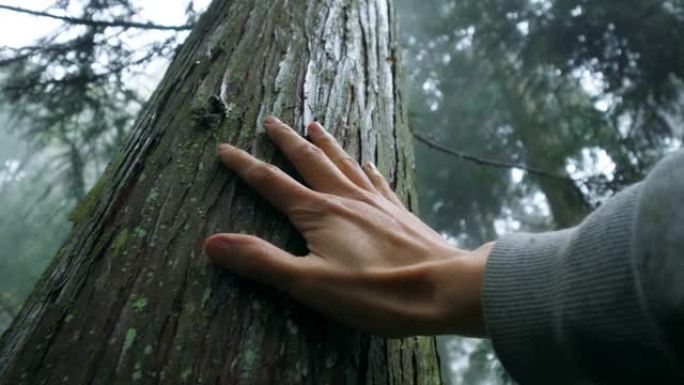 手触摸一棵树，感受自然