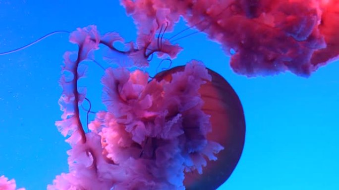 水母漂浮水族馆动物园海底世界水底海洋王国