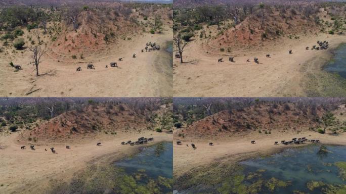 4k鸟瞰图，一大群大象在津巴布韦的河床旁行走