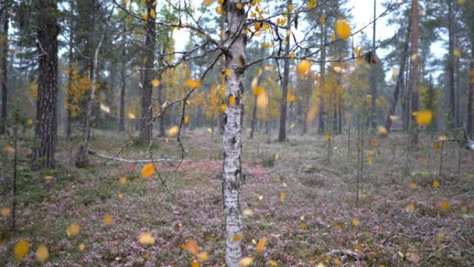 美丽的秋北森林景观，落叶黄色，初雪。慢动作镜头
