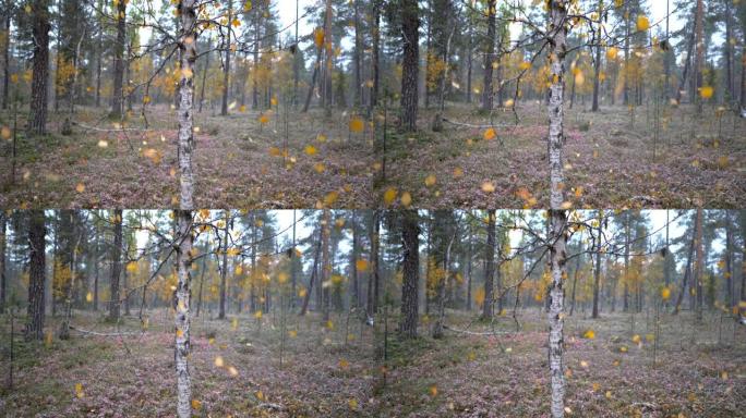 美丽的秋北森林景观，落叶黄色，初雪。慢动作镜头