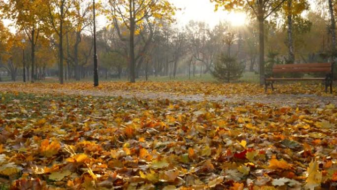 公园里的秋天。晨光中的金色叶子和孤独的长凳