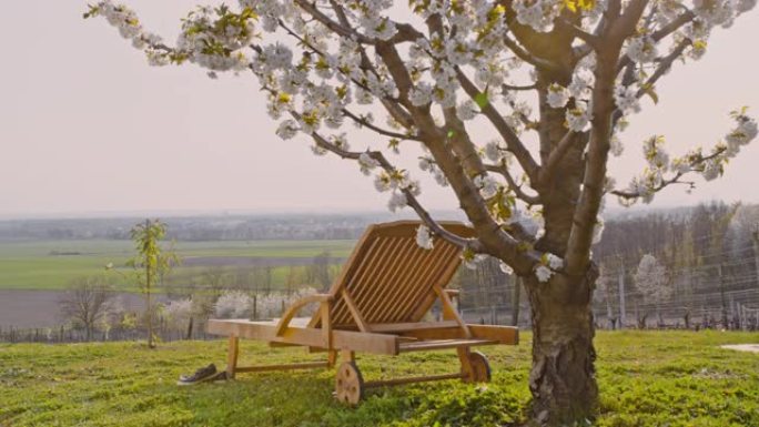 WS休闲椅在阳光明媚，田园诗般的乡村山坡上的樱花树下