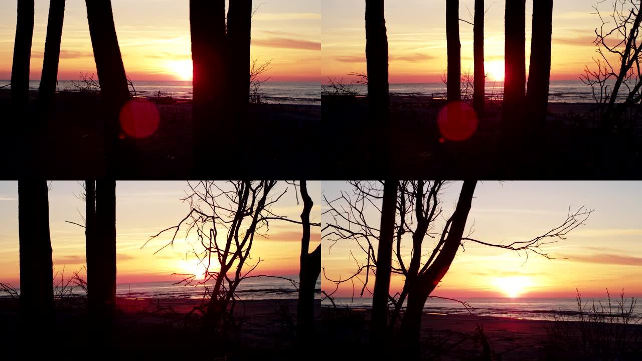 冬季海洋日落干枯树枝和树干夕阳晚霞傍晚