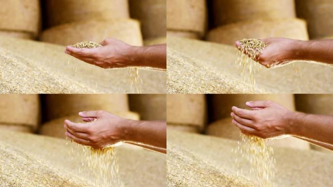 一个年轻农民手中的壁炉站起来，以极端的慢动作混合一些谷物，大麦，拼写的玉米，以控制小麦的品质。饲料和