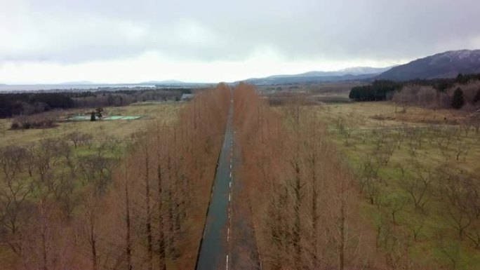 日本冬季普拉岛滋贺的水杉路