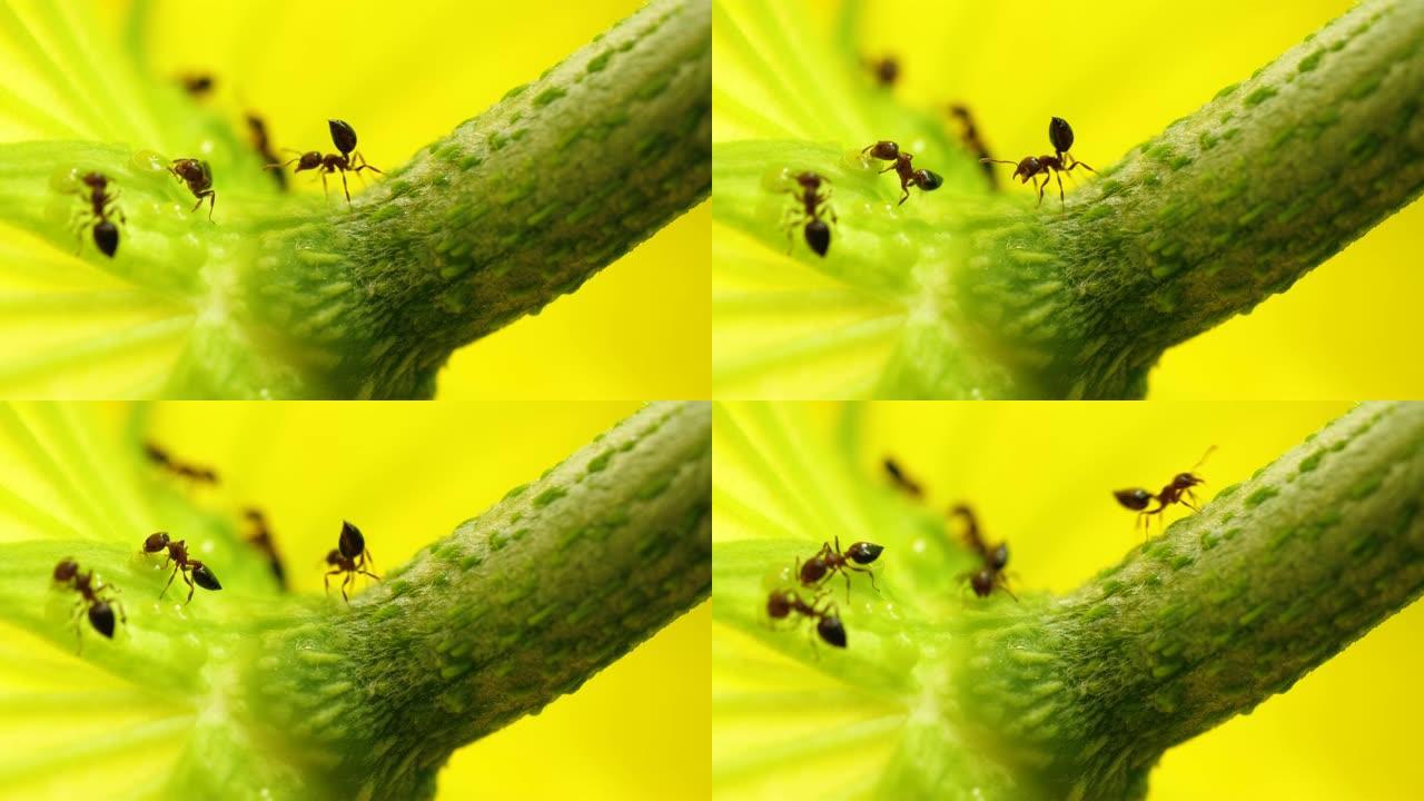 一群蚂蚁在花上寻找食物的特写镜头，4k，
