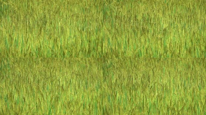 慢动作: 在阳光明媚的夏日，长长的稻秆在微风中移动。