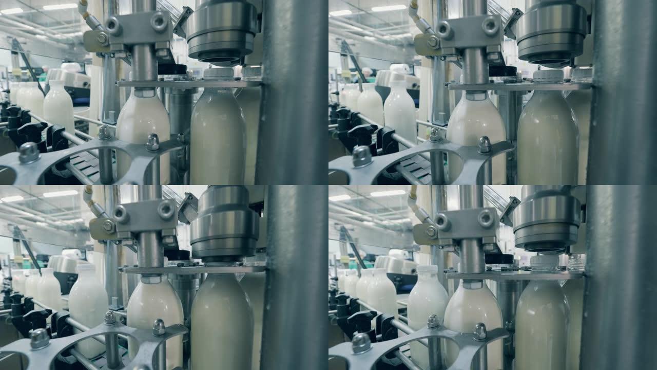 植物机器正在将瓶盖绑在牛奶瓶上