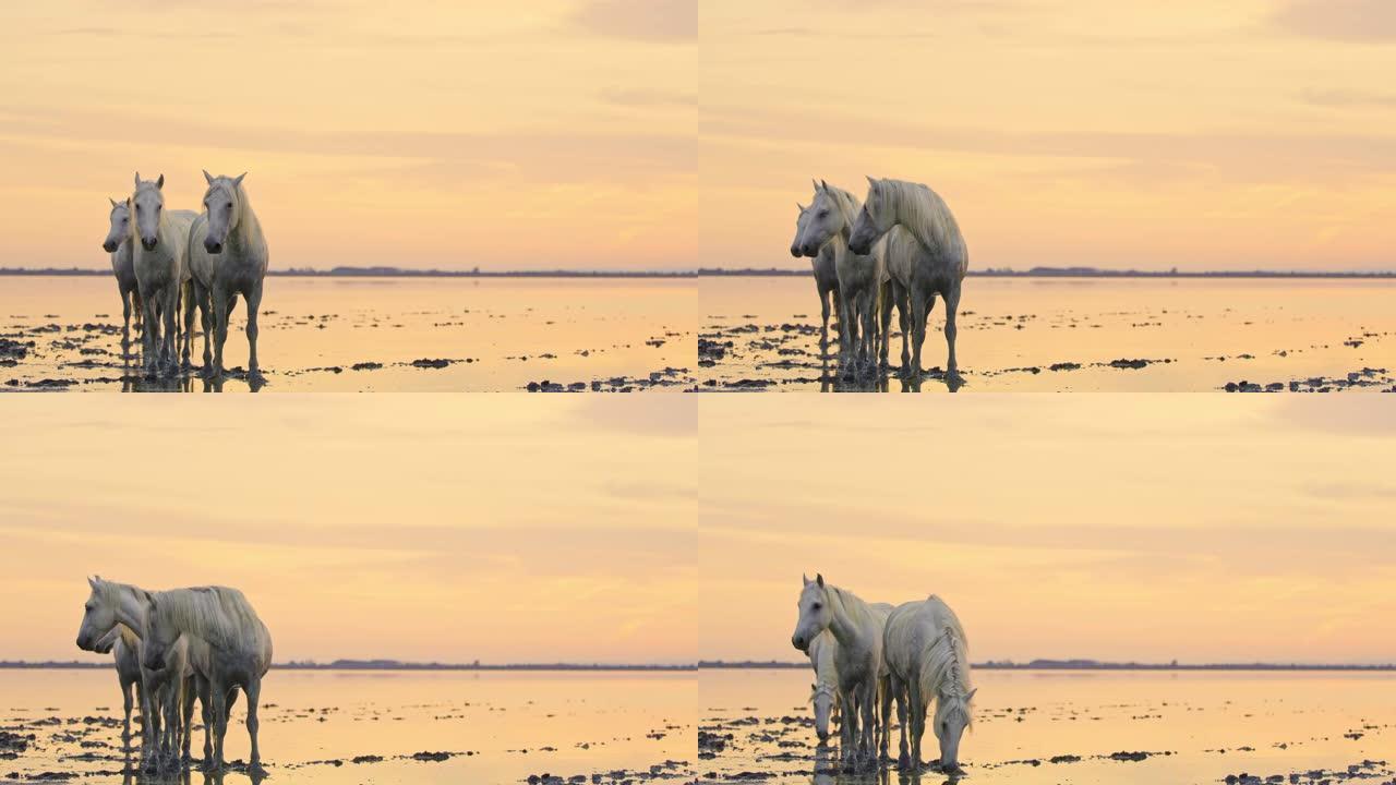 黄昏时泻湖中的马
