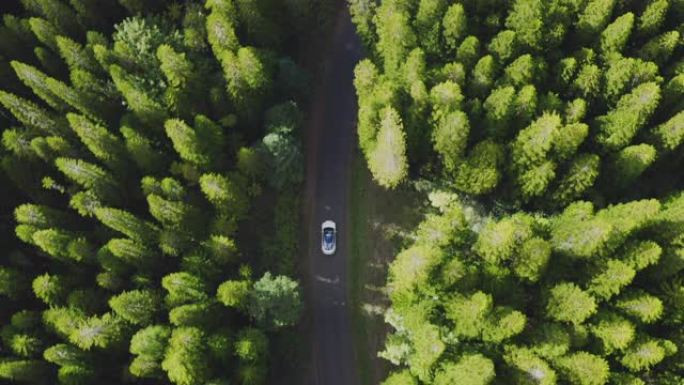 豪华轿车在绿色的松树林中行驶