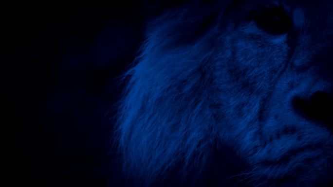 丛林之王狮子在晚上抬头