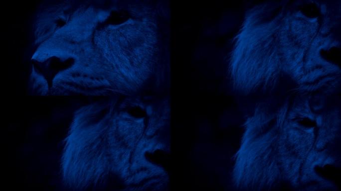 丛林之王狮子在晚上抬头