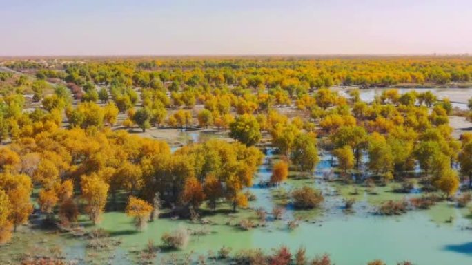 新疆鸟瞰图绿黄色树林景观景点沙漠绿洲